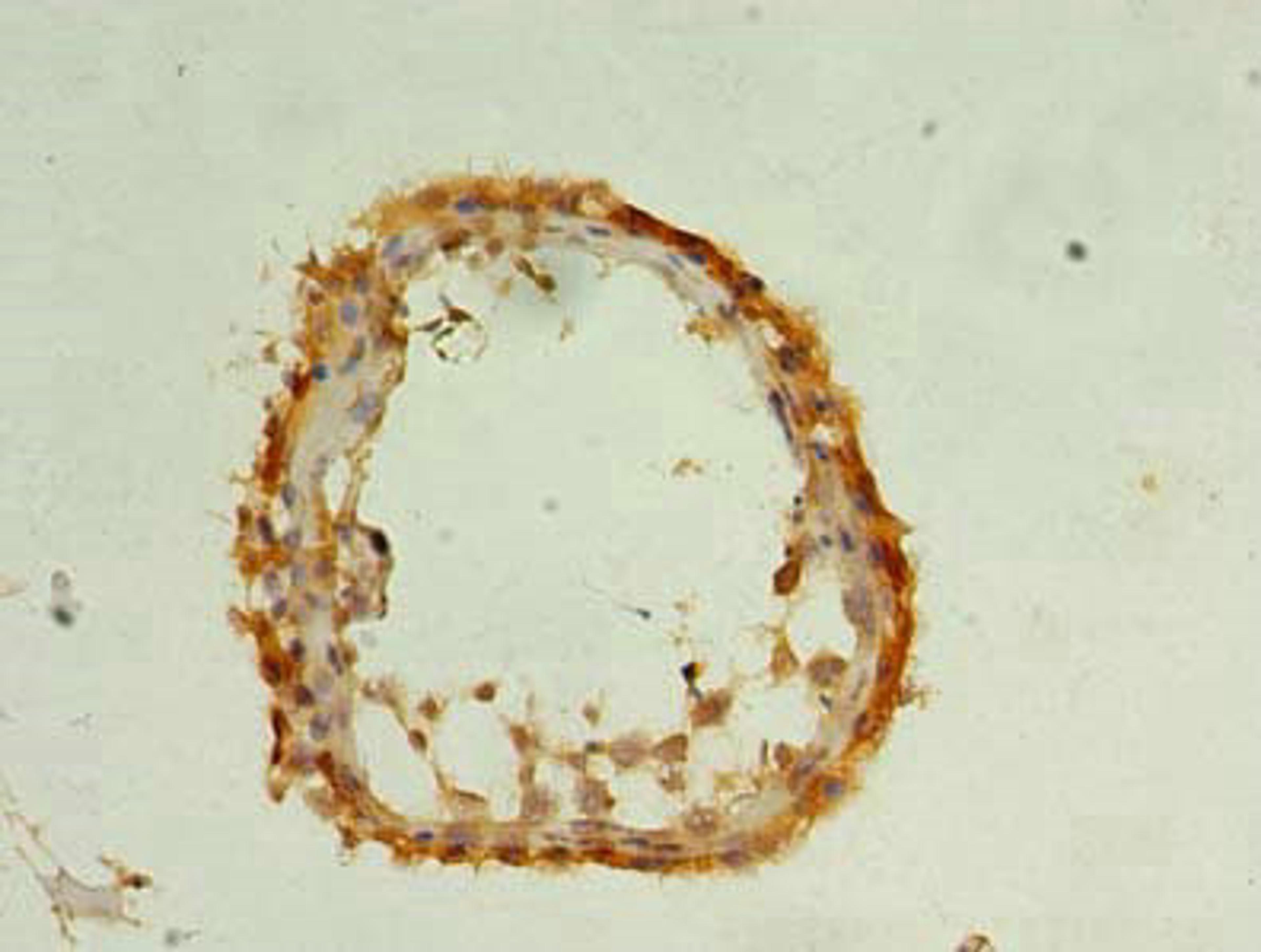 Immunohistochemistry of paraffin-embedded human testis tissue using CSB-PA761690LA01HU at dilution of 1:100