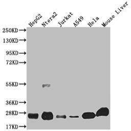 Western Blot. Positive WB detected in: HepG2 whole cell lysate, Ntera-2 whole cell lysate, Jurkat whole cell lysate, A549 whole cell lysate, Hela whole cell lysate, Mouse liver tissue. All lanes: NQO2 antibody at 1:2000. Secondary. Goat polyclonal to rabbit IgG at 1/50000 dilution. Predicted band size: 26 kDa. Observed band size: 26 kDa. 