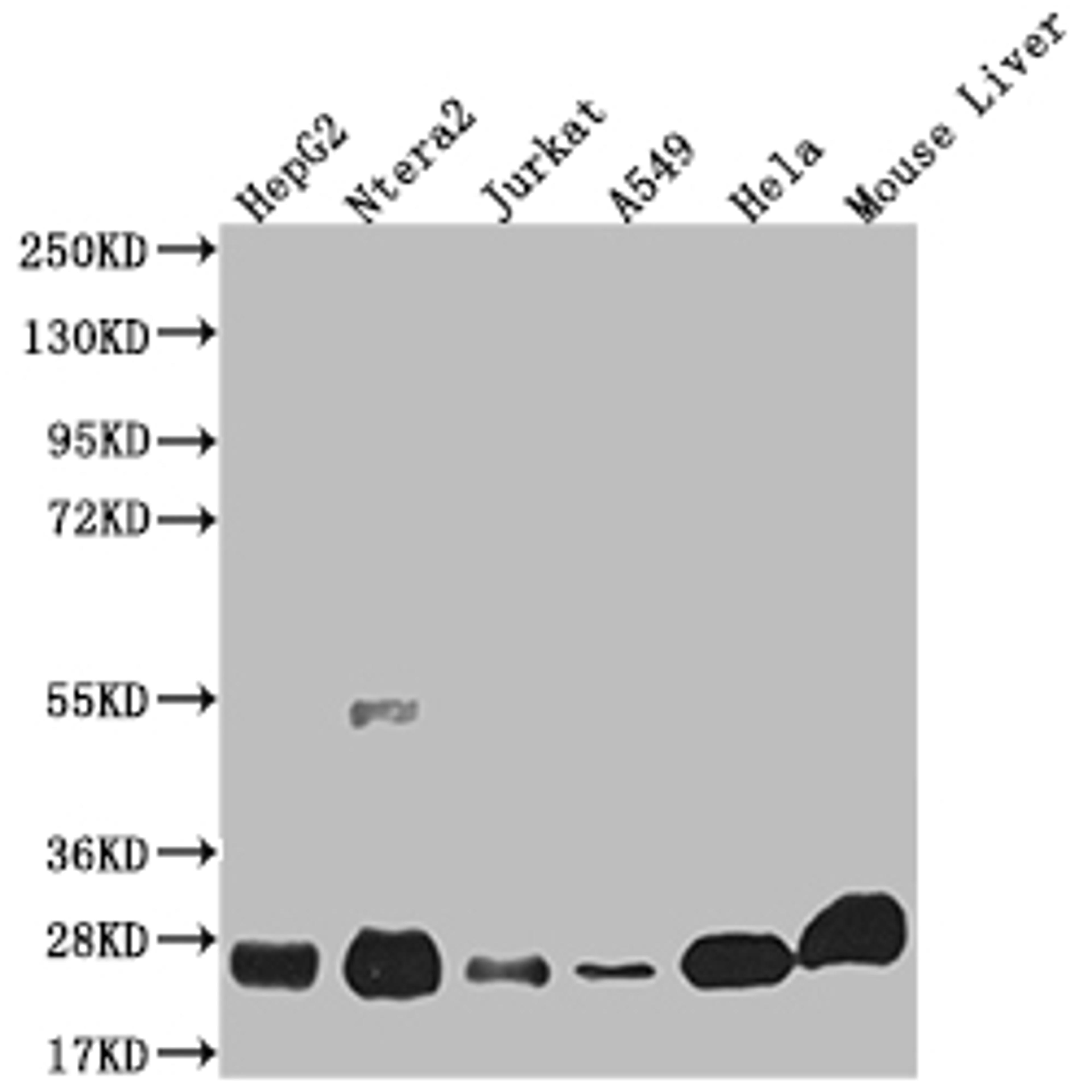 Western Blot. Positive WB detected in: HepG2 whole cell lysate, Ntera-2 whole cell lysate, Jurkat whole cell lysate, A549 whole cell lysate, Hela whole cell lysate, Mouse liver tissue. All lanes: NQO2 antibody at 1:2000. Secondary. Goat polyclonal to rabbit IgG at 1/50000 dilution. Predicted band size: 26 kDa. Observed band size: 26 kDa. 