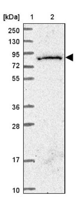 Western Blot: SGSM3 Antibody [NBP2-13304] - Lane 1: Marker [kDa] 250, 130, 95, 72, 55, 36, 28, 17, 10<br/>Lane 2: Human cell line RT-4