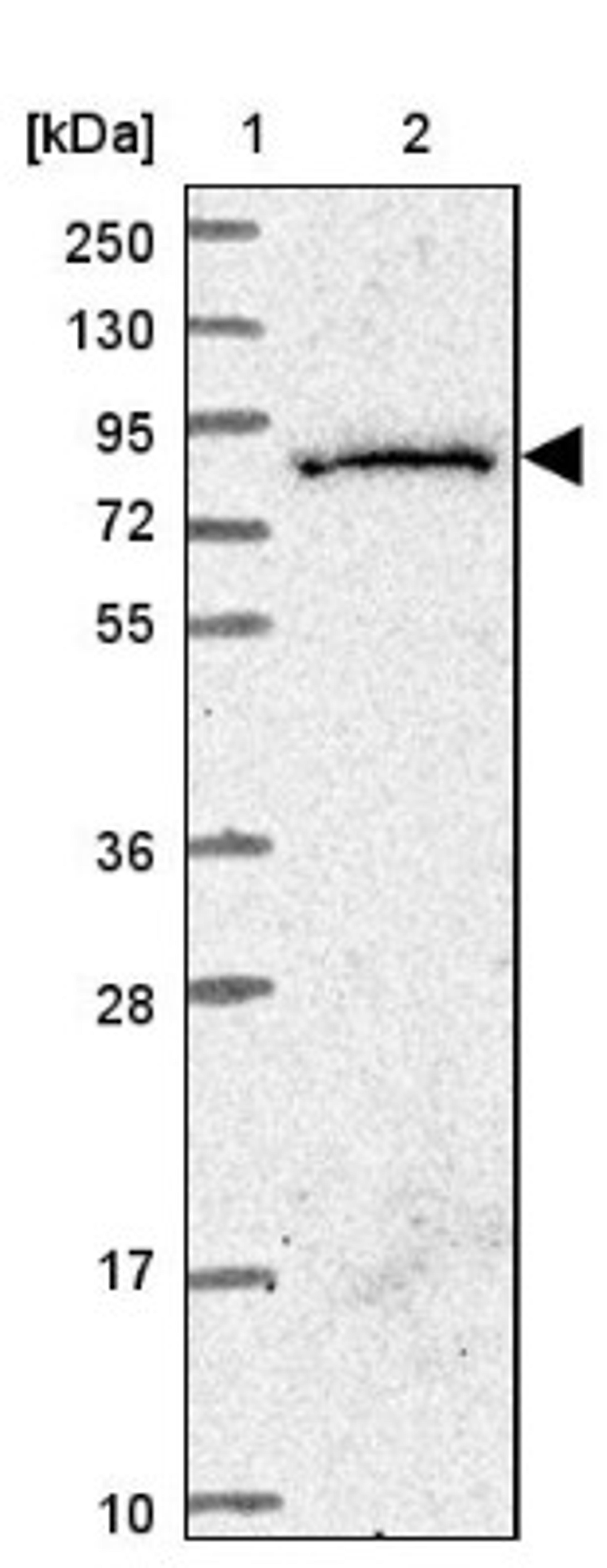 Western Blot: SGSM3 Antibody [NBP2-13304] - Lane 1: Marker [kDa] 250, 130, 95, 72, 55, 36, 28, 17, 10<br/>Lane 2: Human cell line RT-4