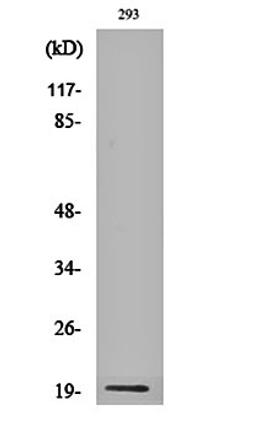 Western blot analysis of 293 cell lysates using Probetacellulin antibody