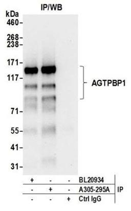 Detection of human AGTPBP1 by western blot of immunoprecipitates.