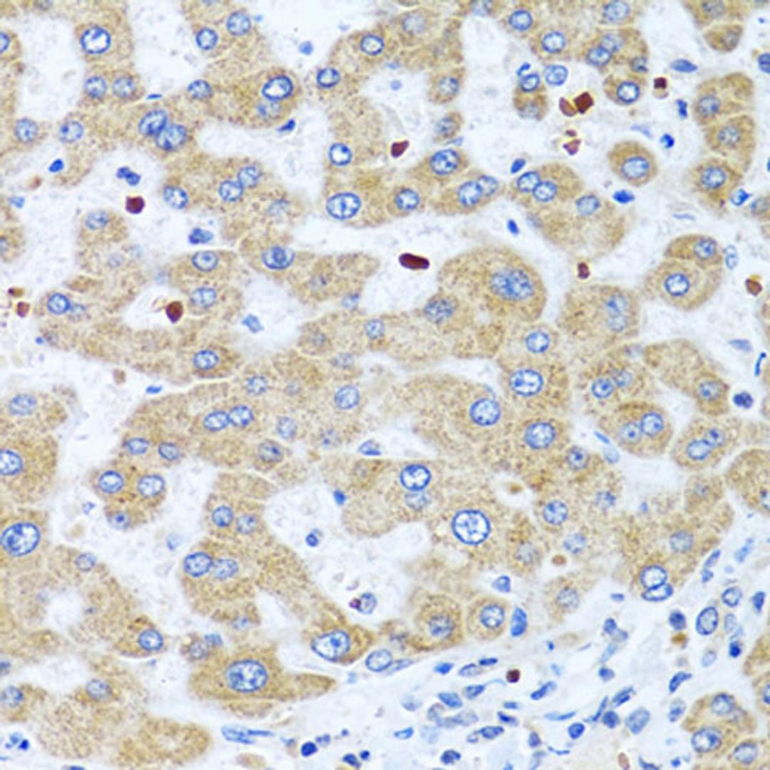 Immunohistochemistry - NMU antibody (A7068)