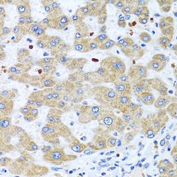 Immunohistochemistry - NMU antibody (A7068)