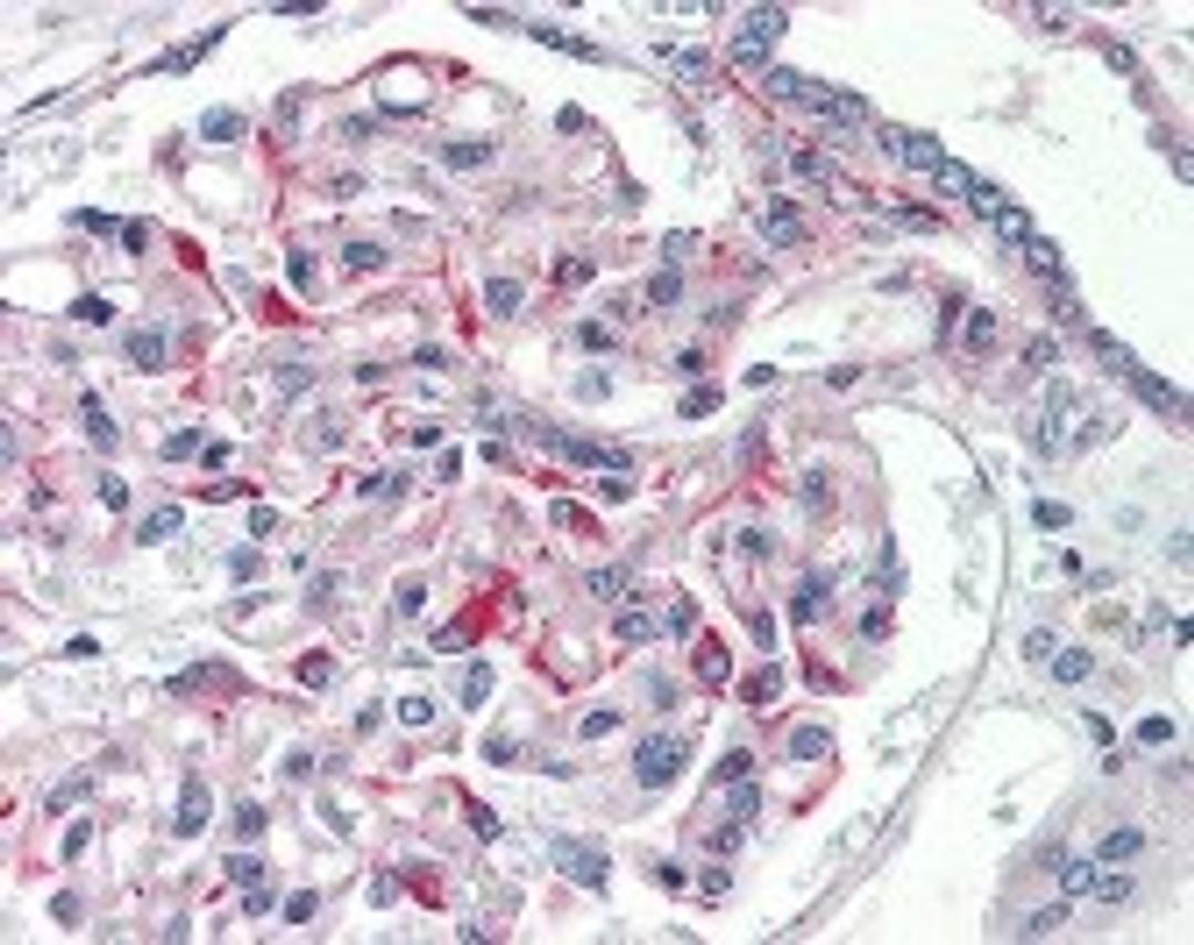 Immunohistochemistry staining of JAG1 in kidney tissue using JAG1 Antibody.