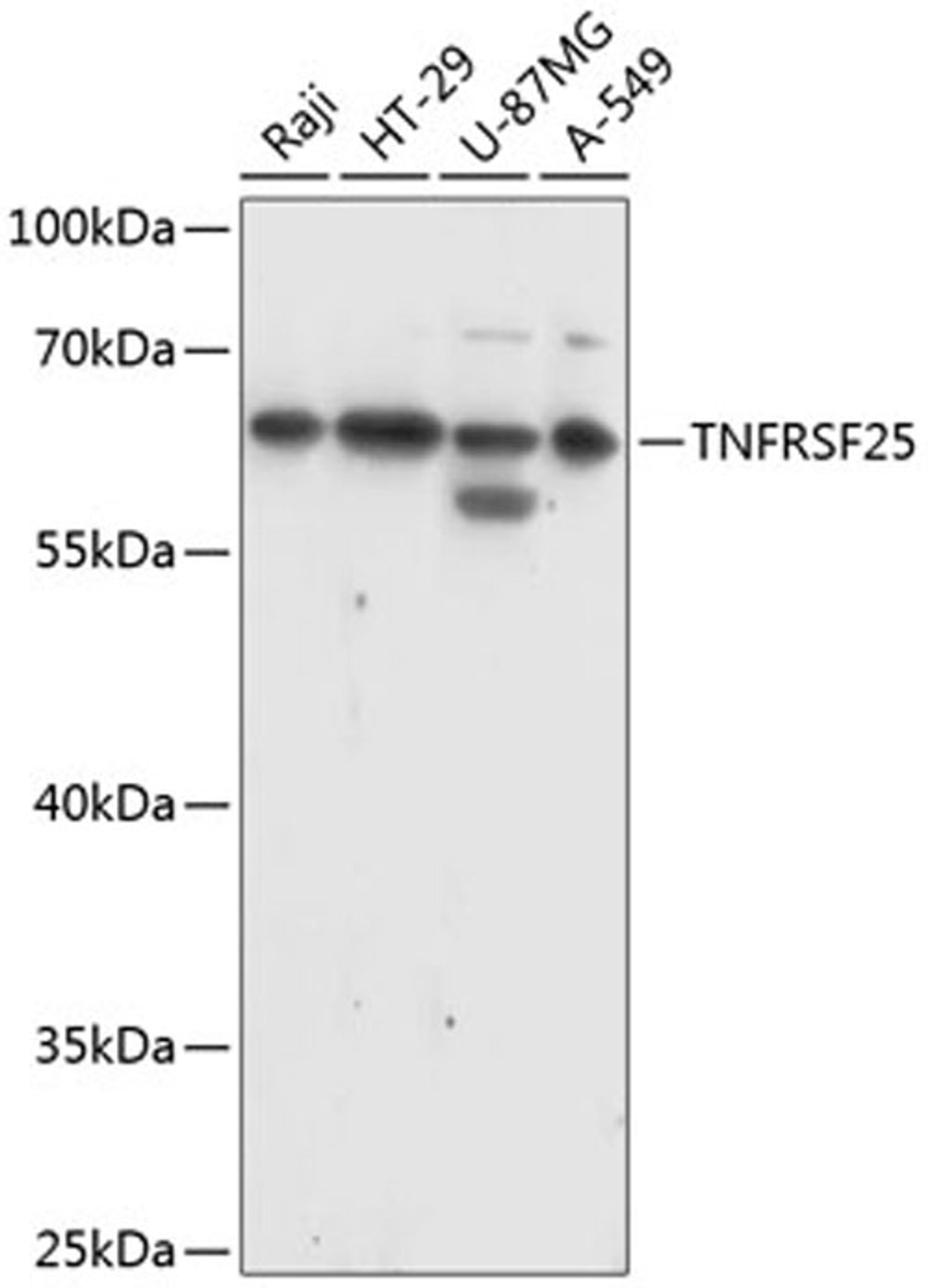 Western blot - TNFRSF25 antibody (A14261)