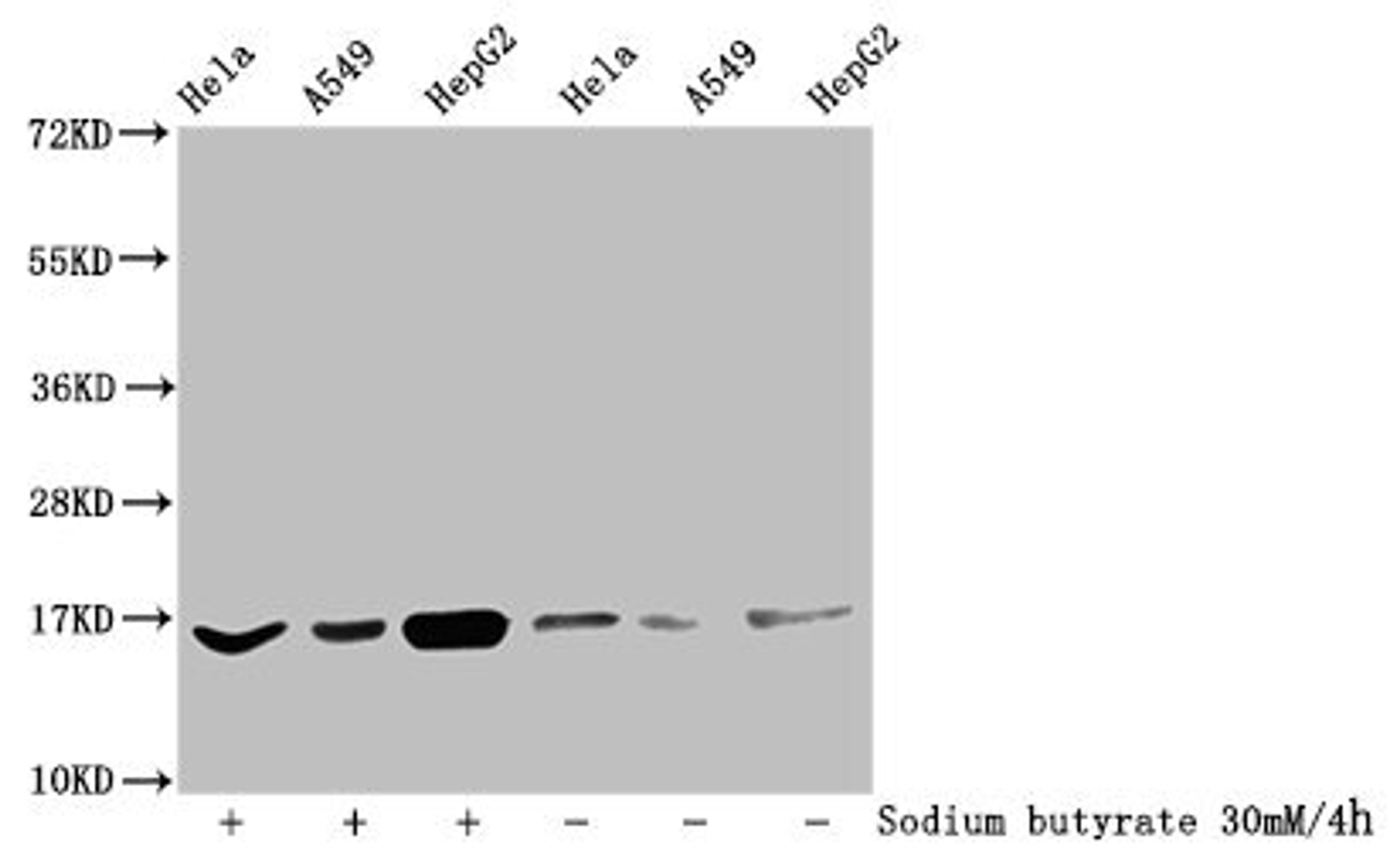 Western Blot. Detected samples: Hela whole cell lysate, A549 whole cell lysate, HepG2 whole cell lysate; Untreated (-) or treated (+) with 30mM sodium butyrate for 4h. All lanes: HIST1H3A antibody at 1:100. Secondary. Goat polyclonal to rabbit IgG at 1/50000 dilution. Predicted band size: 16 kDa. Observed band size: 16 kDa