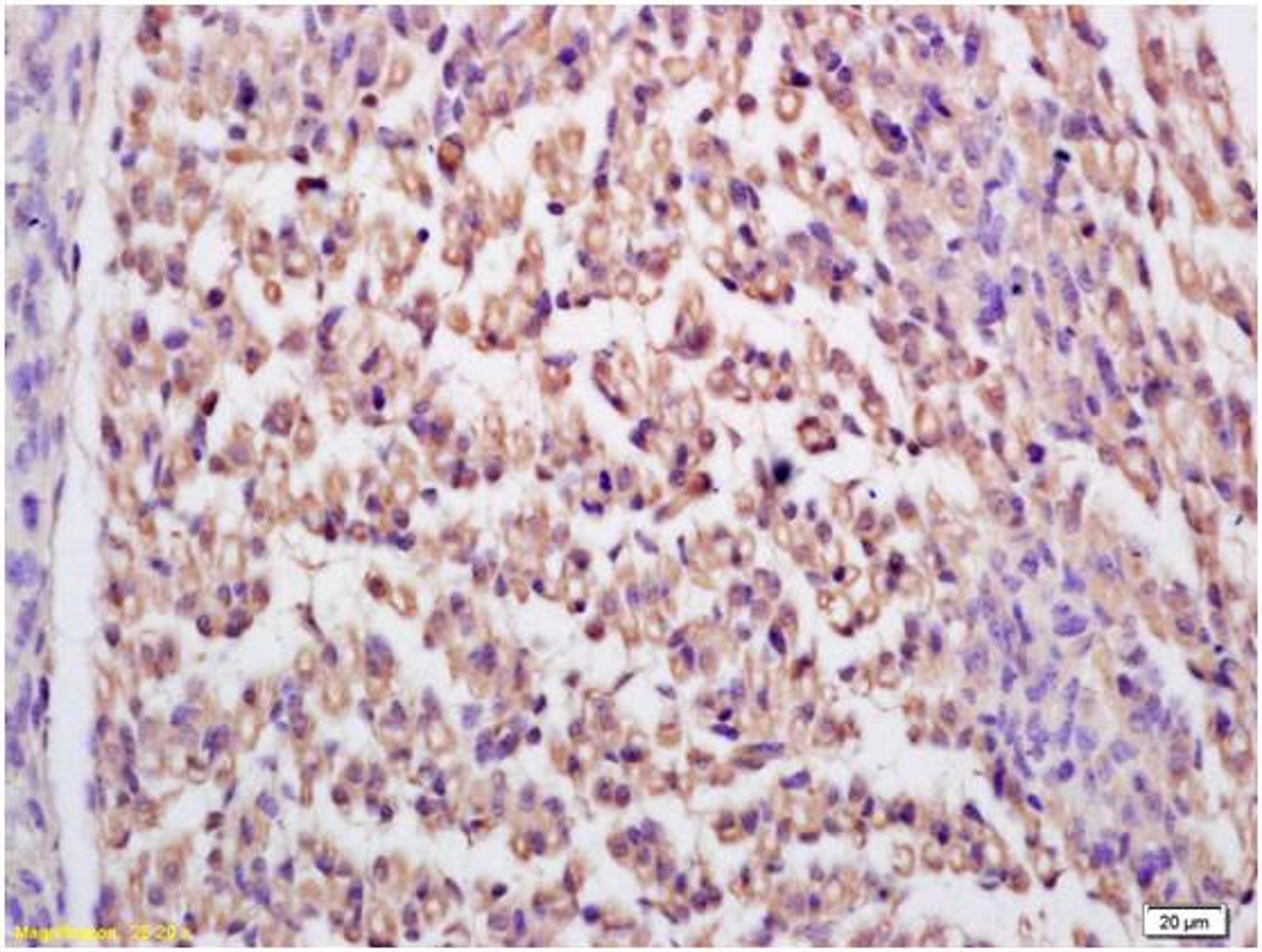 Immunohistochemical analysis of mouse embryo tissue using GDPD2 antibody