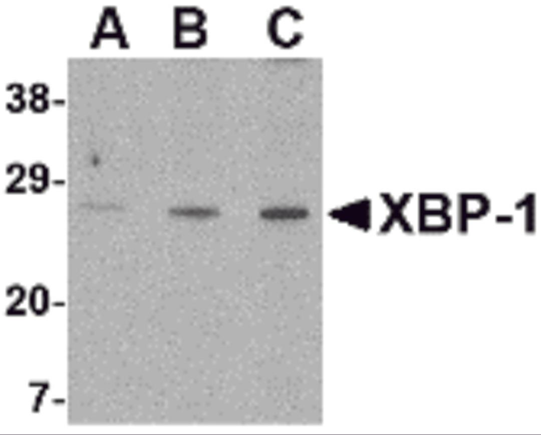 Western blot analysis of XBP-1 in PC-3 cell lysate with XBP-1 antibody at (A) 0.5, (B) 1 and (C) 2 μg/mL.