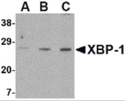 Western blot analysis of XBP-1 in PC-3 cell lysate with XBP-1 antibody at (A) 0.5, (B) 1 and (C) 2 μg/mL.