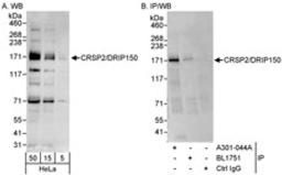 Detection of human CRSP2/DRIP150 by western blot and immunoprecipitation.