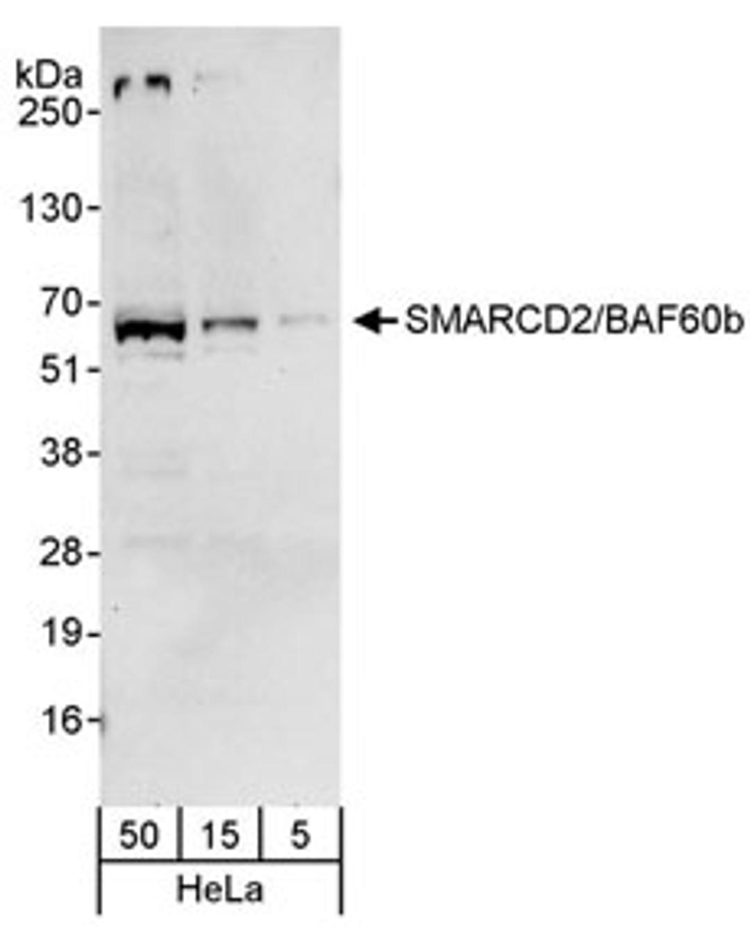 Detection of human SMARCD2/BAF60b by western blot.