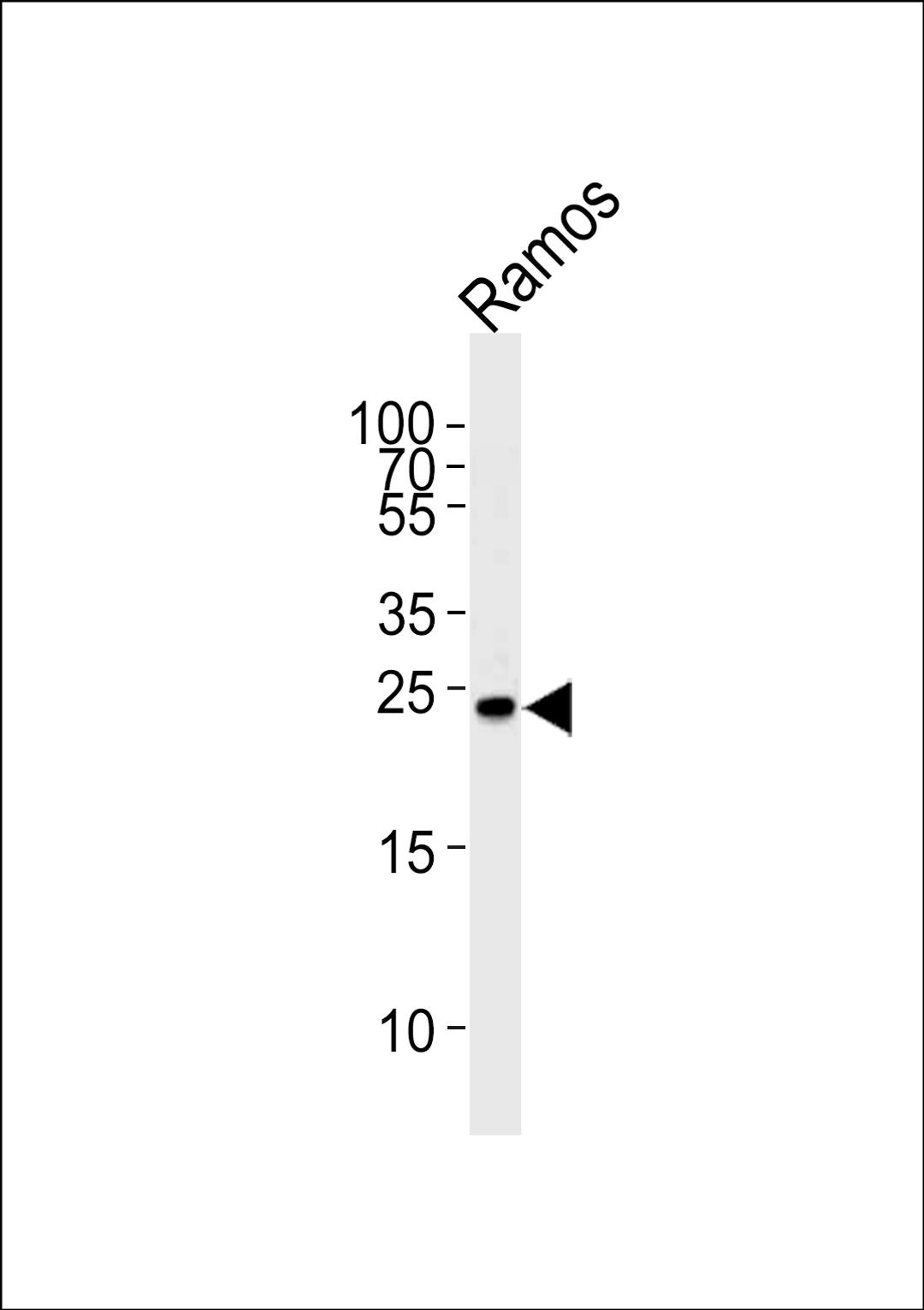 Western blot analysis of lysate from Ramos cell line, using GRB2 Antibody (pY209) at 1:1000.