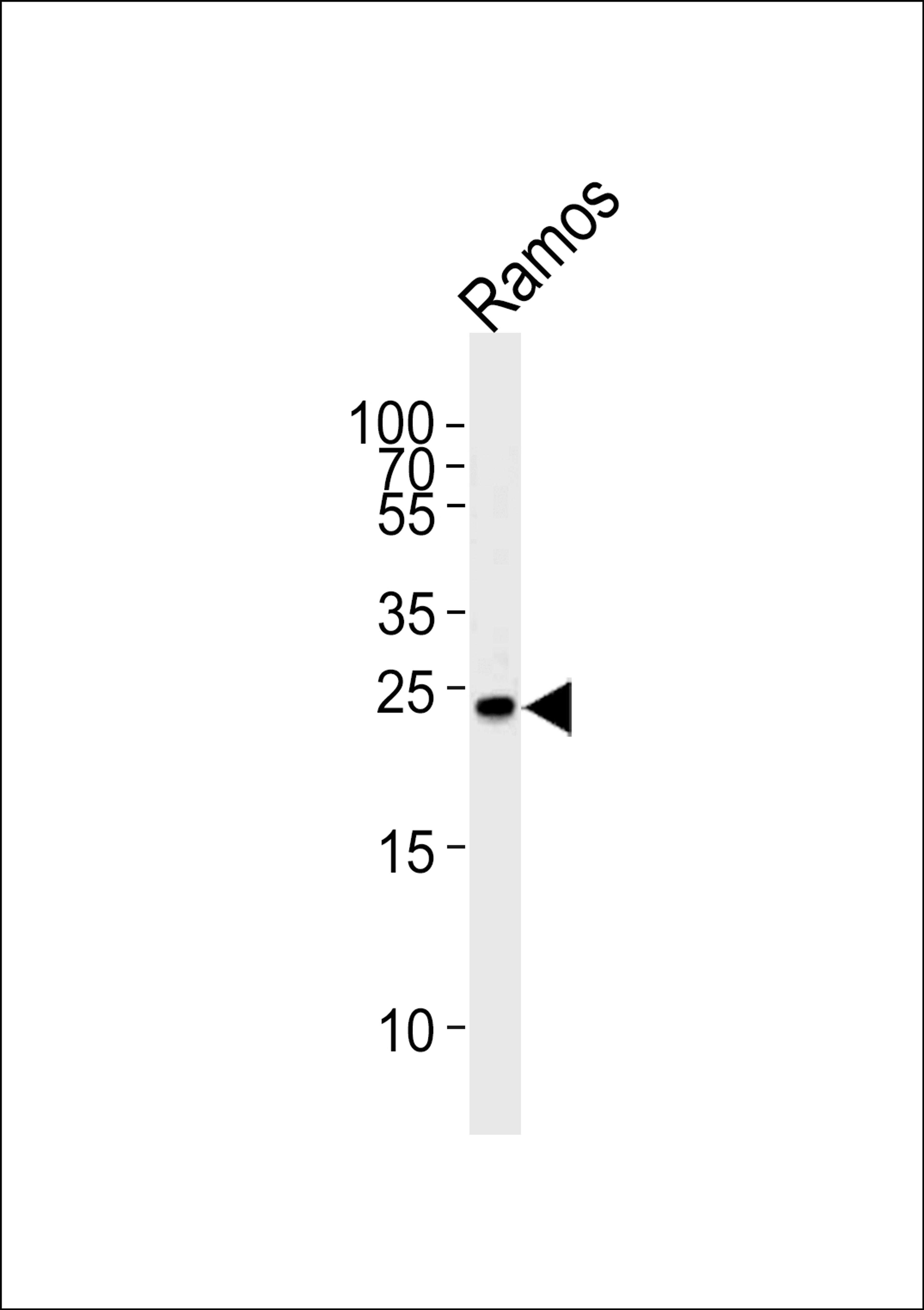 Western blot analysis of lysate from Ramos cell line, using GRB2 Antibody (pY209) at 1:1000.