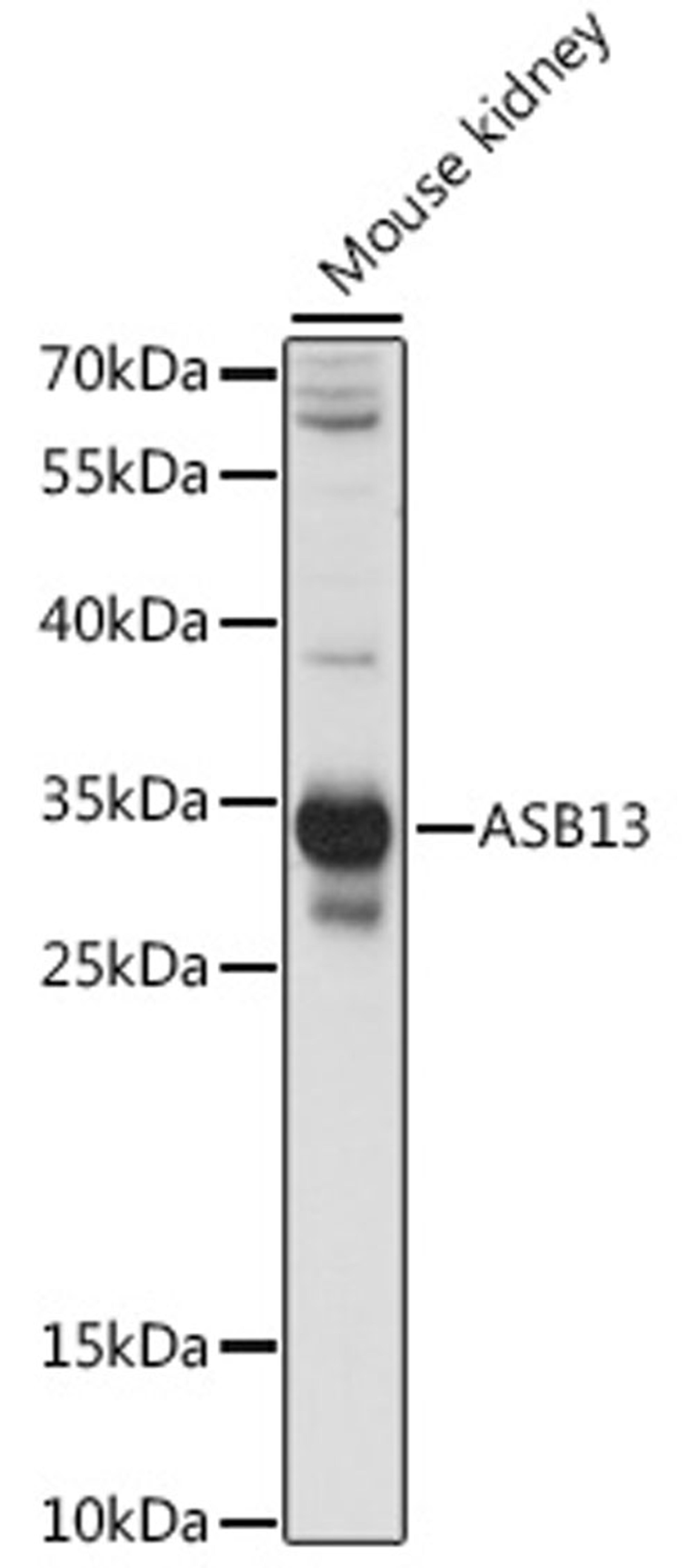 Western blot - ASB13 antibody (A15897)