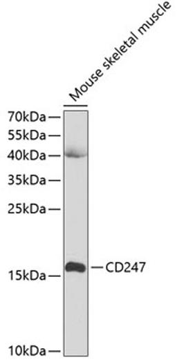 Western blot - CD247 antibody (A2058)