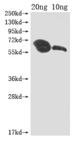 Western Blot. Positive WB detected in Recombinant protein. All lanes: MIP1 antibody at 1:2000. Secondary. Goat polyclonal to rabbit IgG at 1/50000 dilution. Predicted band size: 60 kDa. Observed band size: 60 kDa.