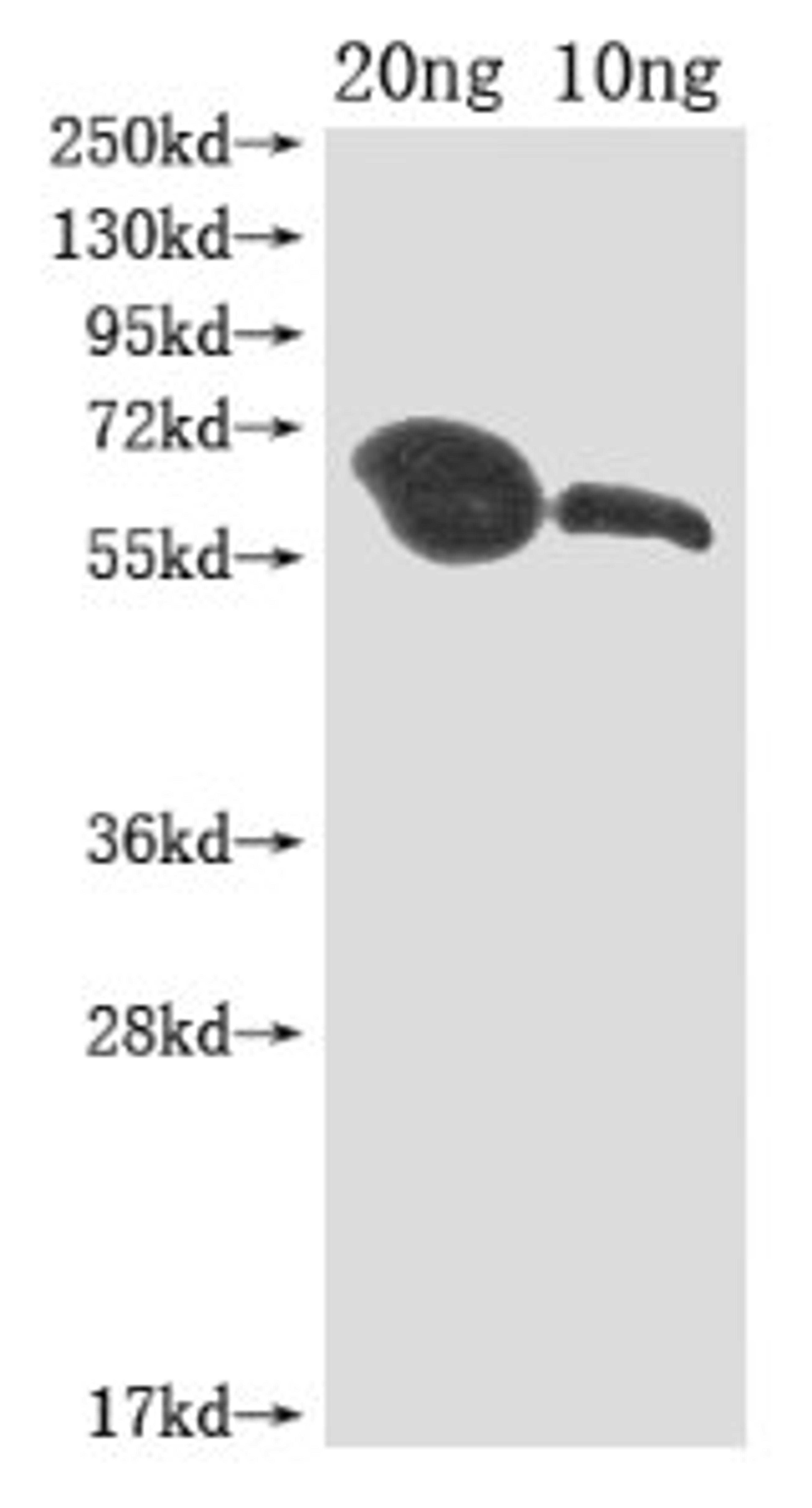 Western Blot. Positive WB detected in Recombinant protein. All lanes: MIP1 antibody at 1:2000. Secondary. Goat polyclonal to rabbit IgG at 1/50000 dilution. Predicted band size: 60 kDa. Observed band size: 60 kDa.