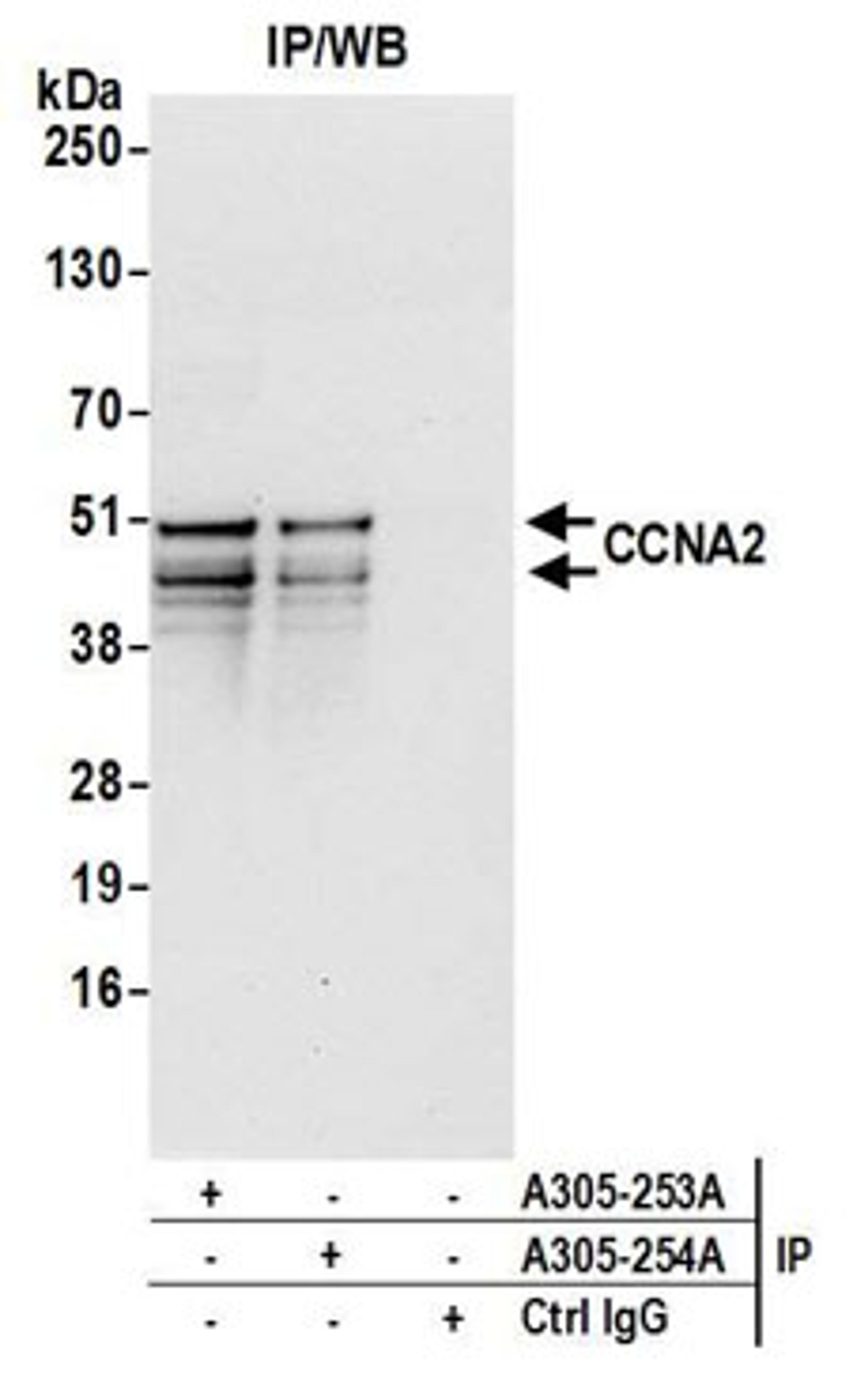 Detection of human CCNA2 by western blot of immunoprecipitates.