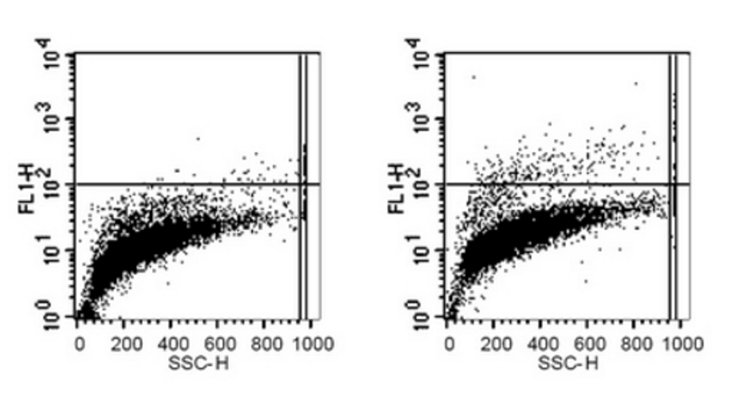 Flow cytometric analysis of Daudi cells using CD80 antibody (FITC)