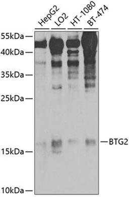 Western blot - BTG2 antibody (A9848)