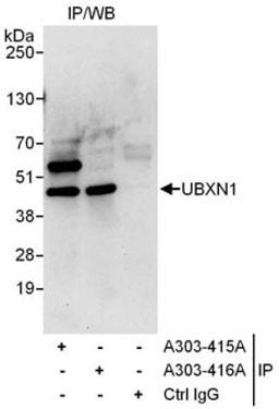 Detection of human UBXN1 by western blot of immunoprecipitates.