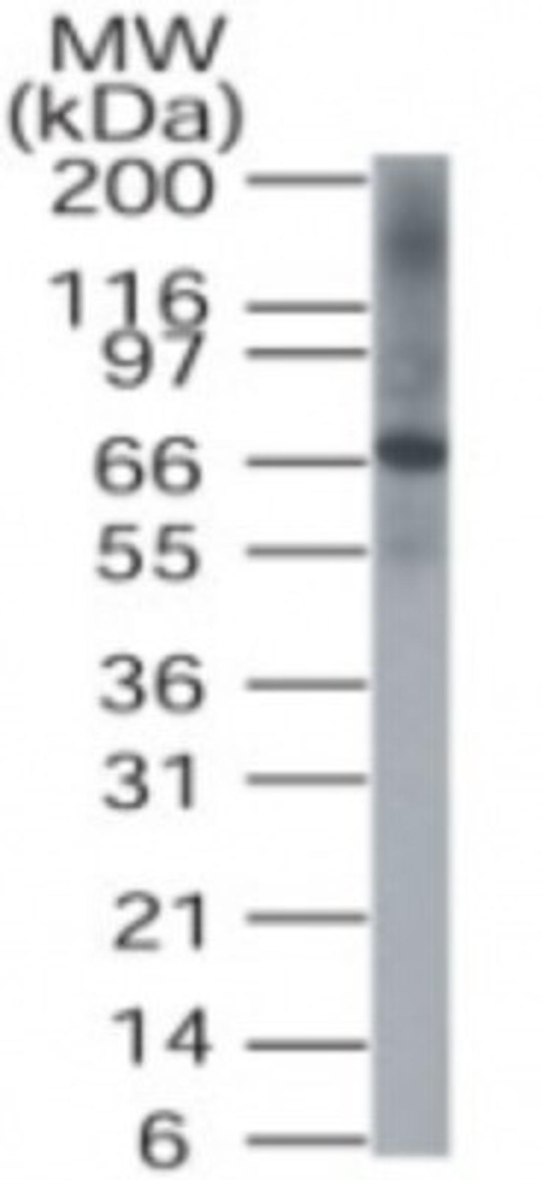 Western Blot: DUSP8 Antibody [NB100-56410] - Analysis of DUSP8 in HeLa cell lysate.