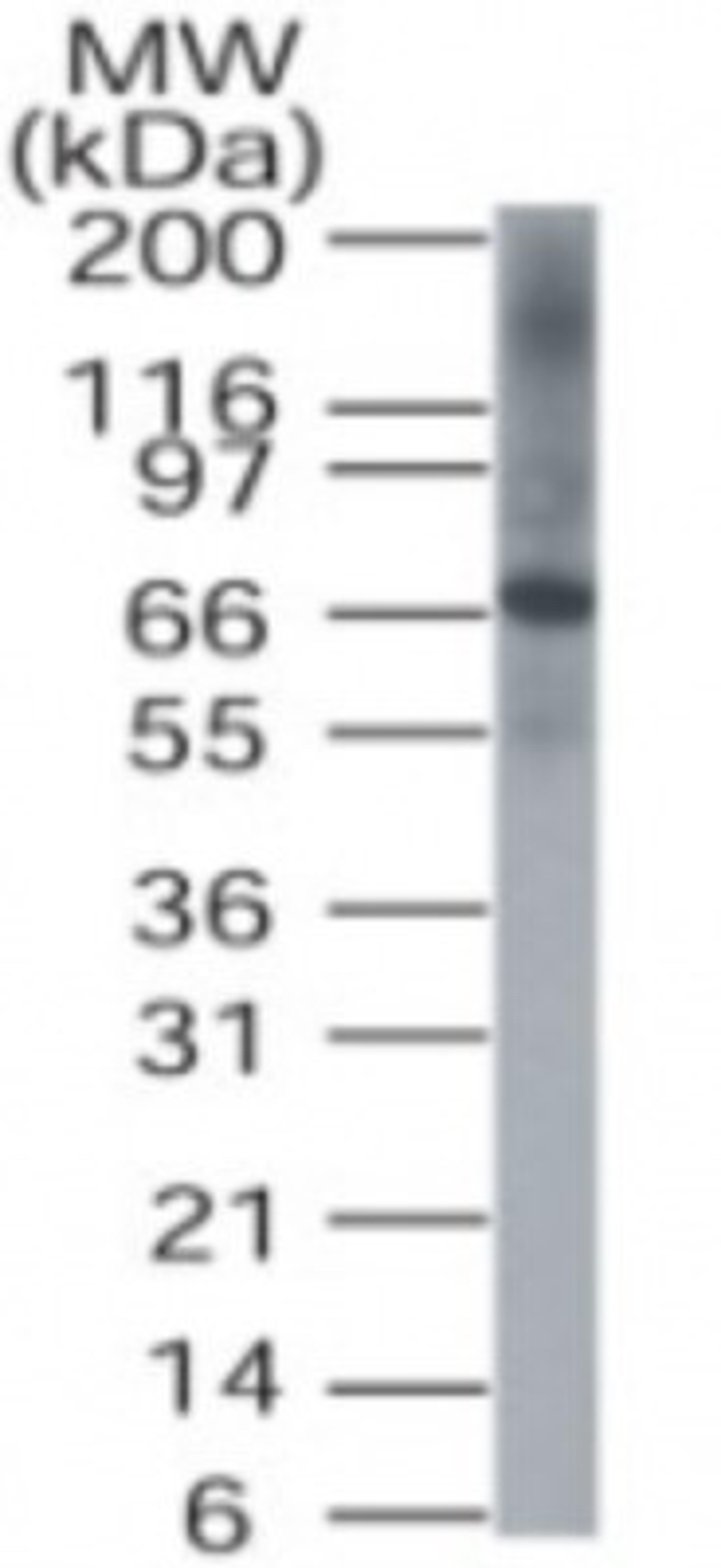 Western Blot: DUSP8 Antibody [NB100-56410] - Analysis of DUSP8 in HeLa cell lysate.