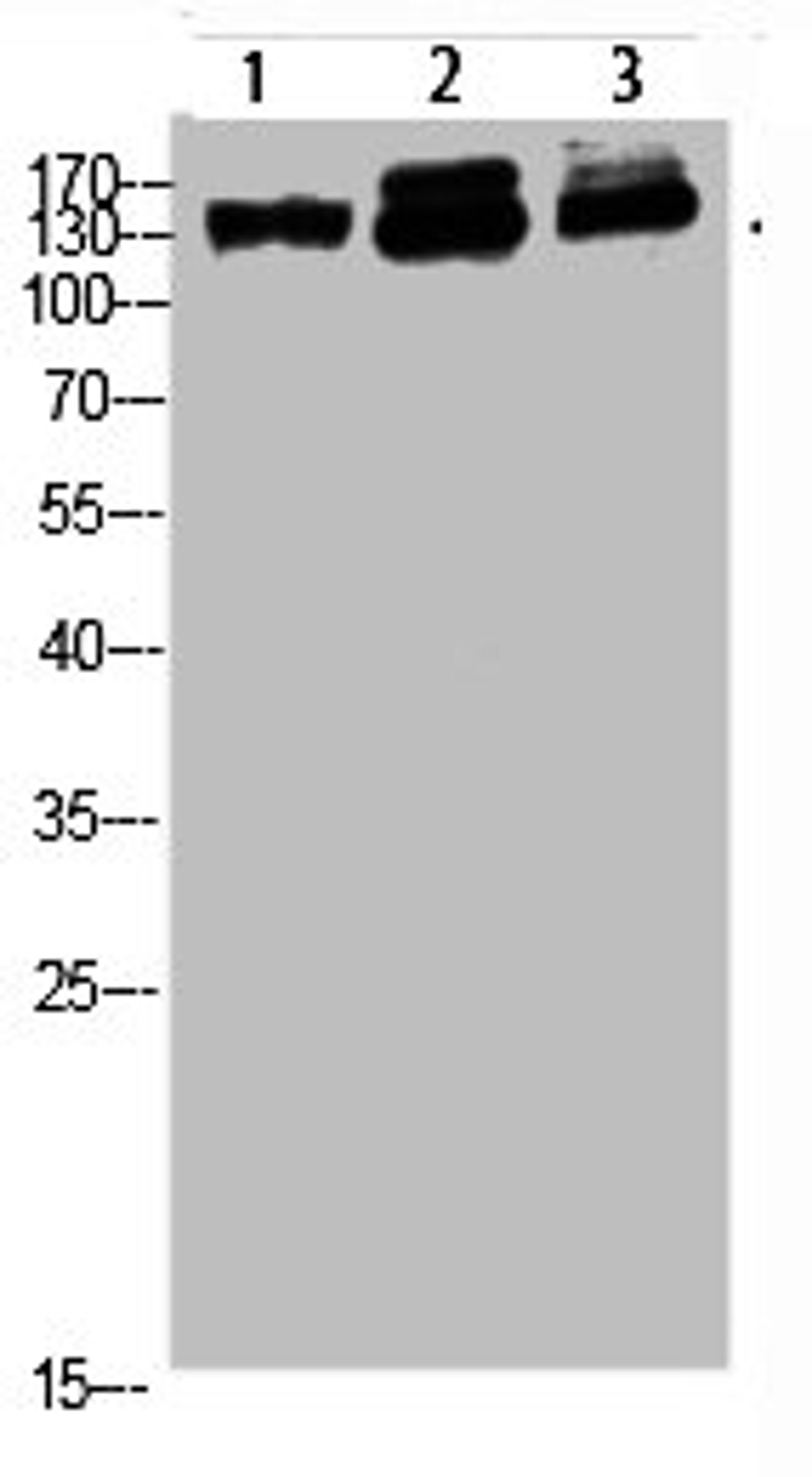 Western blot analysis of 823 293T-UV HELA Cell Lysate, antibody was diluted at 1:1000
