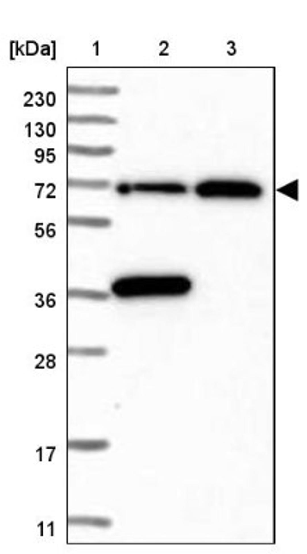 Western Blot: PP2D1 Antibody [NBP2-47325] - Lane 1: Marker [kDa] 230, 130, 95, 72, 56, 36, 28, 17, 11.  Lane 2: Human cell line RT-4.  Lane 3: Human cell line U-251MG.