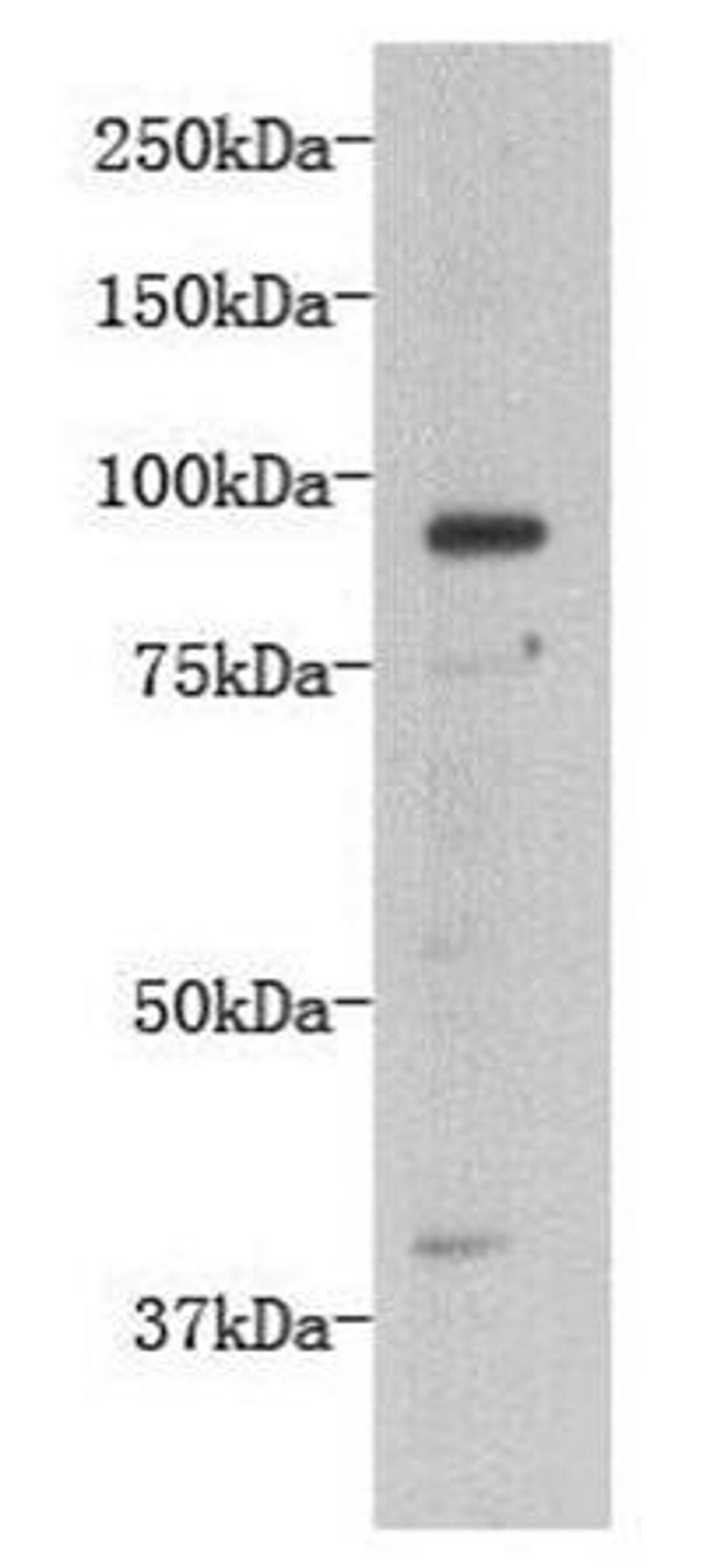 Western blot analysis of D3 cells using Transmembrane protein 132B antibody