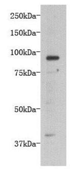 Western blot analysis of D3 cells using Transmembrane protein 132B antibody