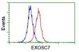 Flow Cytometry: Exosome component 7 Antibody (1G8) [NBP2-01732] - Analysis of Jurkat cells, using anti-Exosome component 7 antibody, (Red), compared to a nonspecific negative control antibody (Blue).