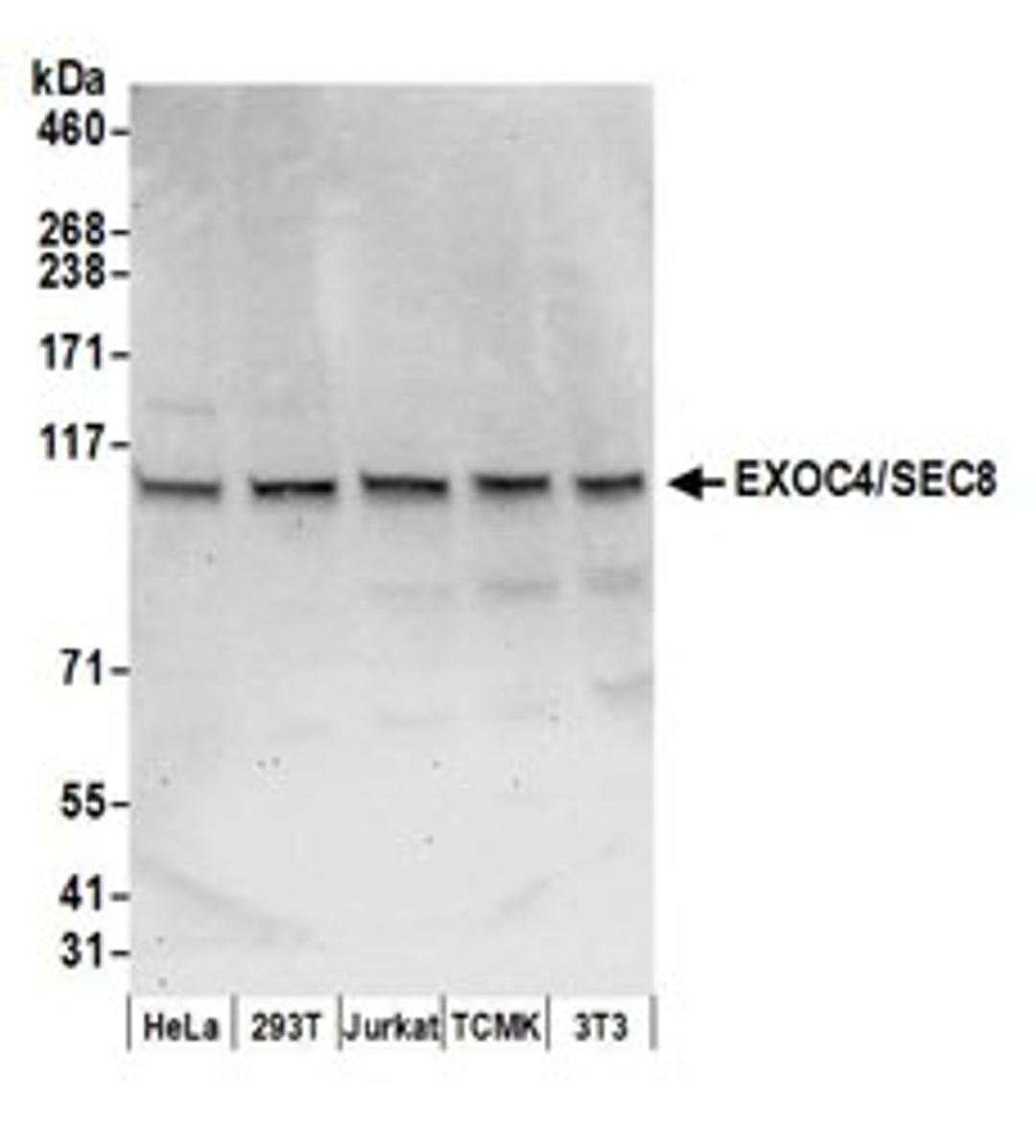 Detection of human and mouse EXOC4/SEC8 by western blot.