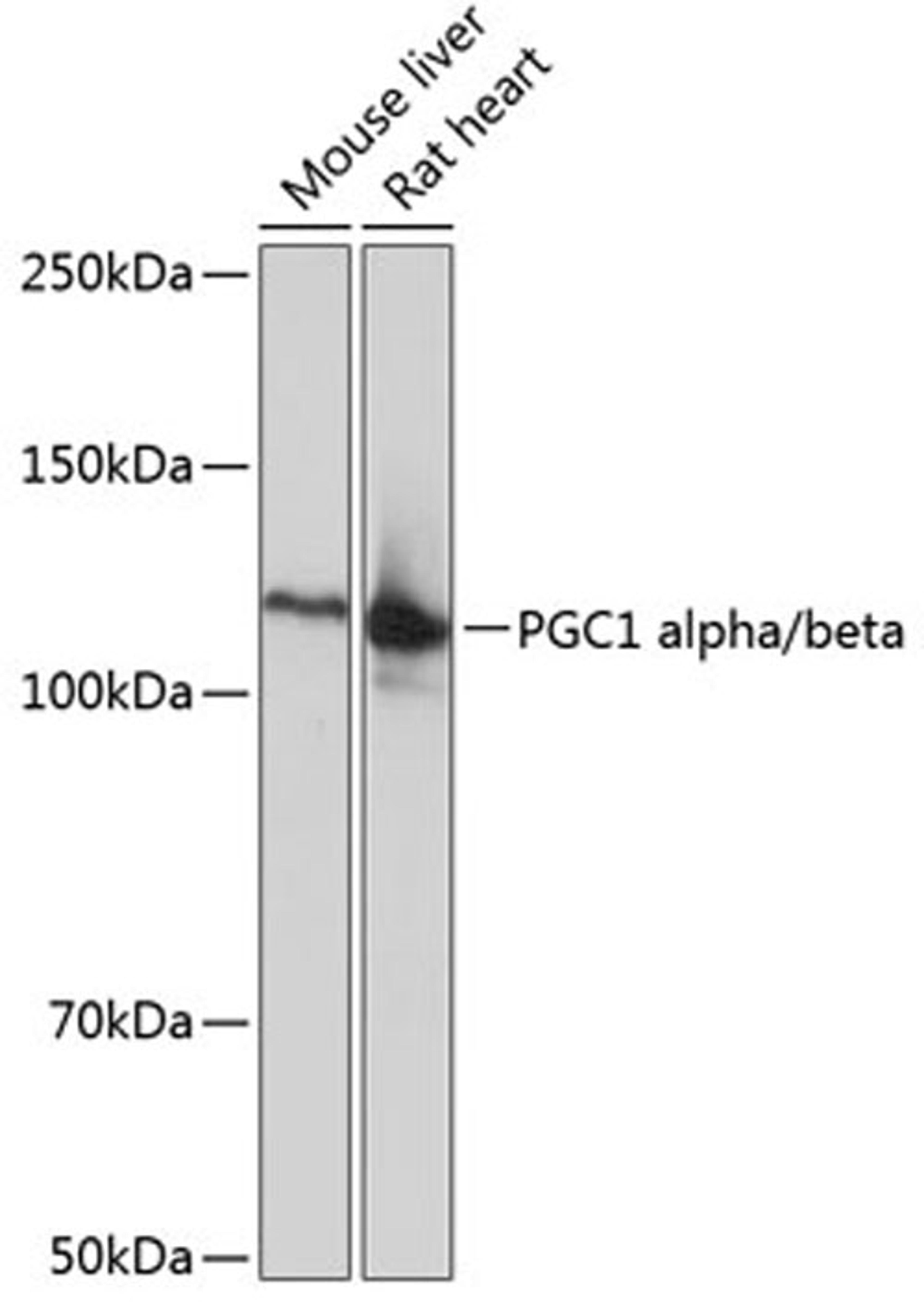 Western blot - PGC1 alpha/beta antibody (A19674)