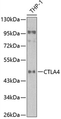 Western blot - CTLA4 antibody (A13966)