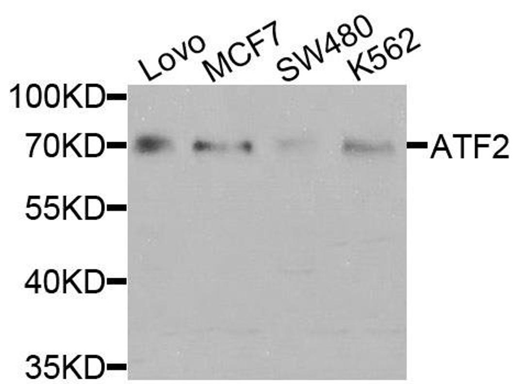 Western blot analysis of extracts of various cells using ATF2 antibody