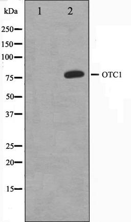 Western blot analysis of HeLa cell lysate using 42278 antibody