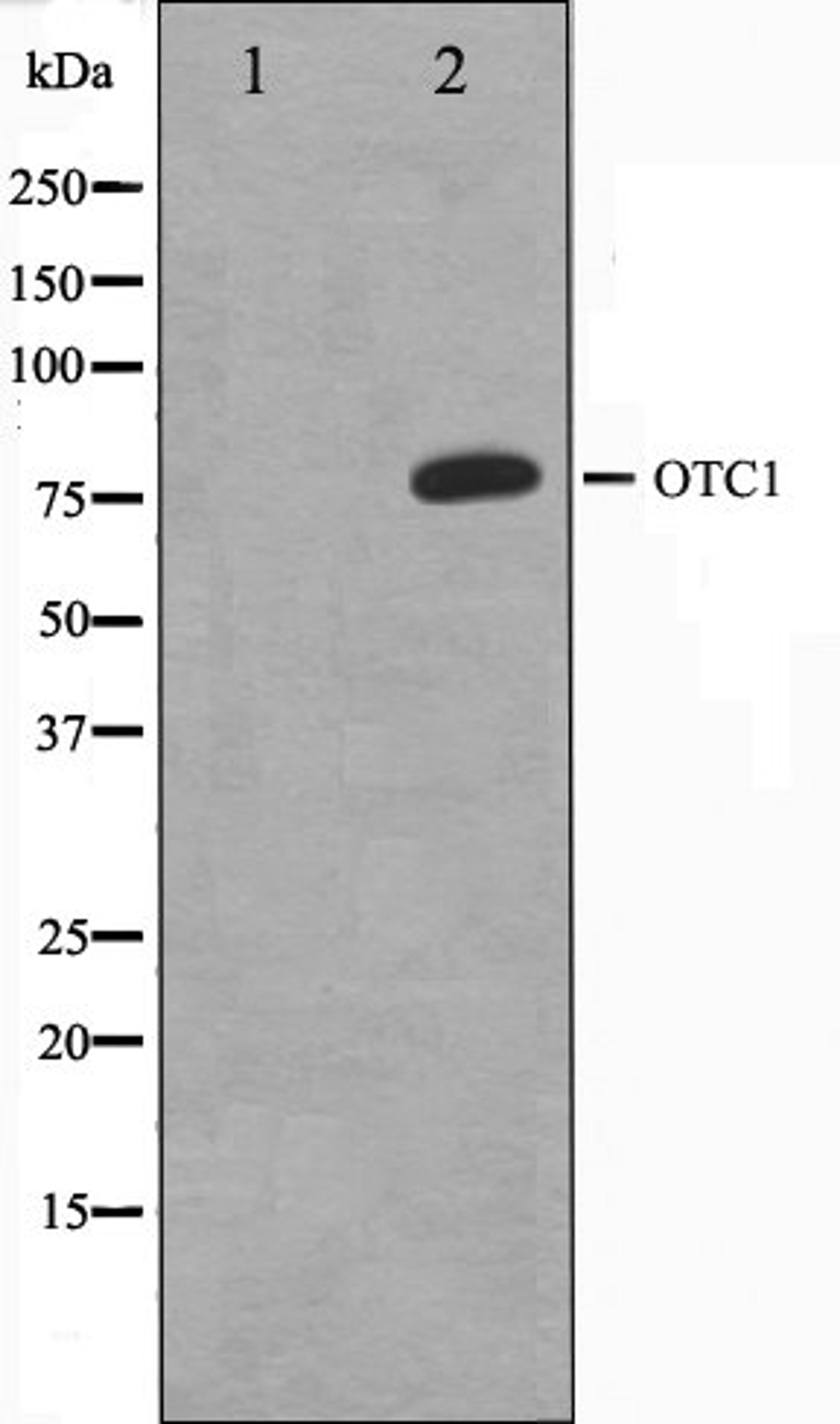 Western blot analysis of HeLa cell lysate using 42278 antibody