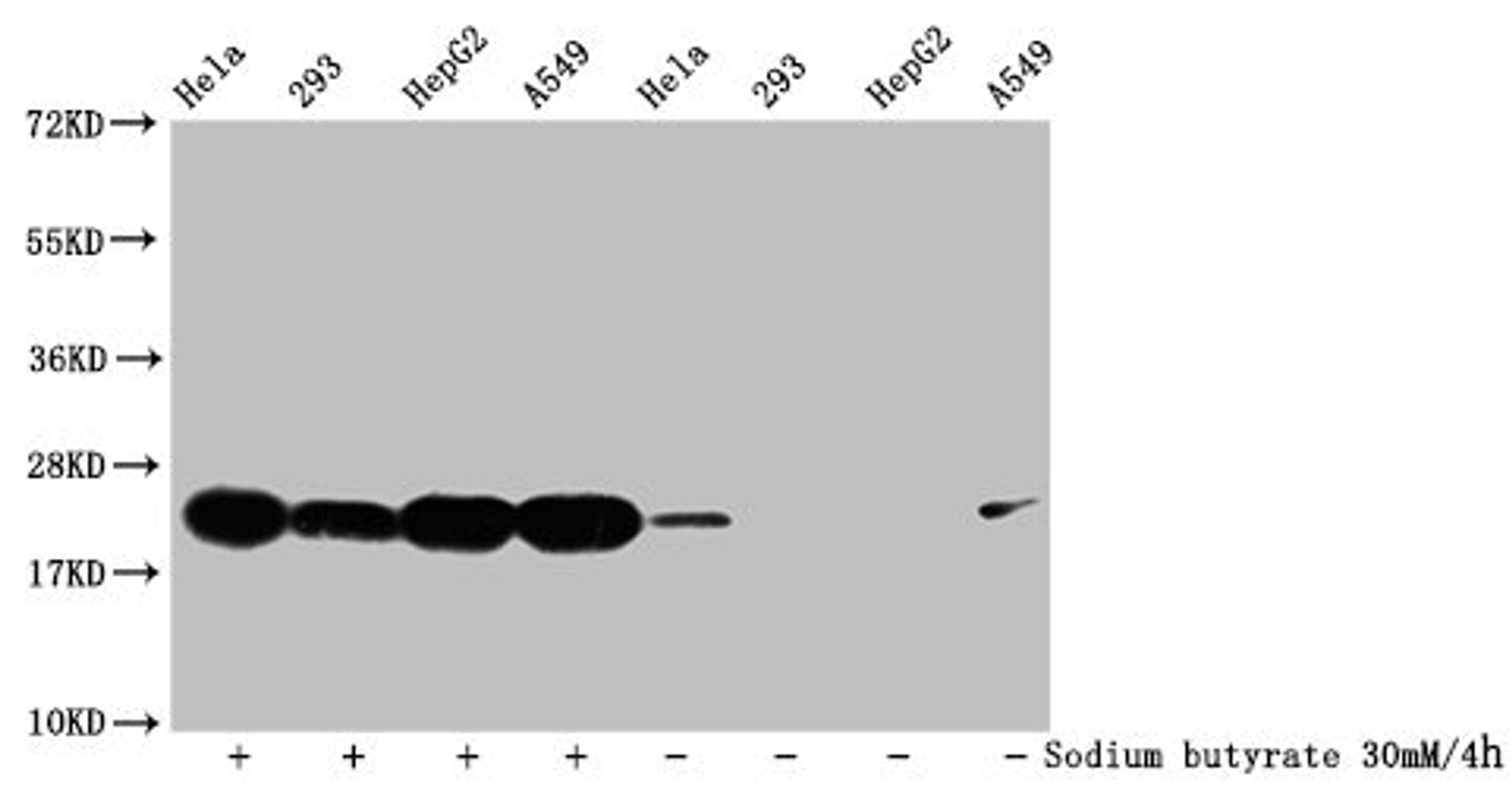 Western Blot. Detected samples: Hela whole cell lysate, 293 whole cell lysate, HepG2 whole cell lysate, A549 whole cell lysate; Untreated (-) or treated (+) with 30mM sodium butyrate for 4h. All lanes: HIST1H1C antibody at 1:500. Secondary. Goat polyclonal to rabbit IgG at 1/40000 dilution. Predicted band size: 22 kDa. Observed band size: 22 kDa