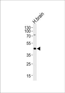 Western blot analysis of lysate from human brain tissue lysate, using ELAVL3 Antibody at 1:1000 at each lane.
