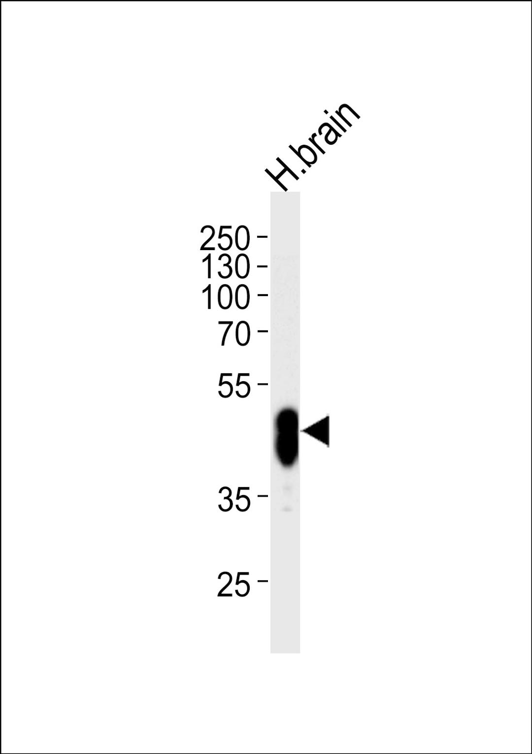 Western blot analysis of lysate from human brain tissue lysate, using PFTK1 Antibody (N-term P82) at 1:1000 at each lane.