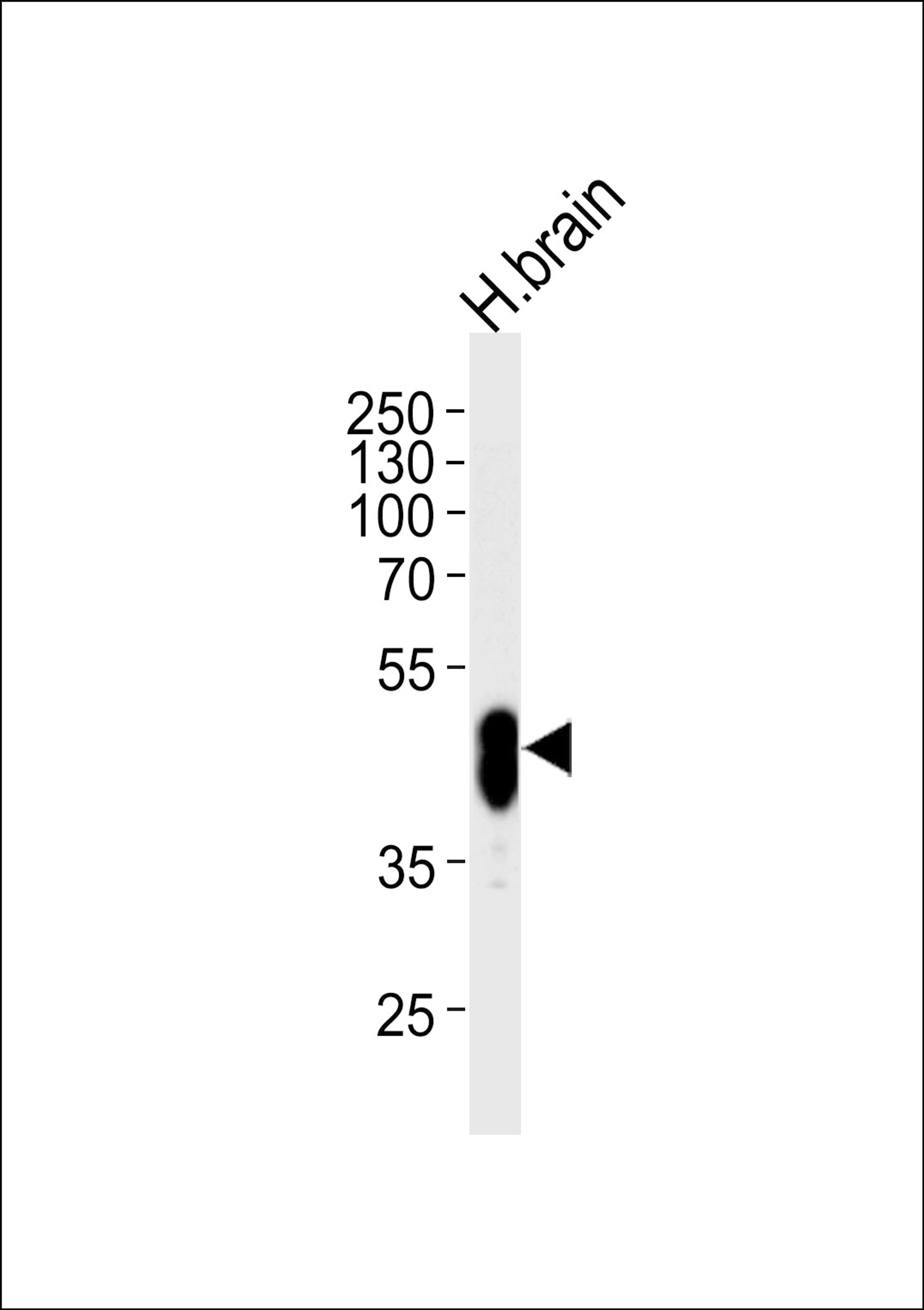 Western blot analysis of lysate from human brain tissue lysate, using PFTK1 Antibody (N-term P82) at 1:1000 at each lane.