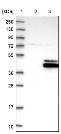 Western Blot: RPUSD4 Antibody [NBP1-82231] - Lane 1: Marker [kDa] 250, 130, 95, 72, 55, 36, 28, 17, 10<br/>Lane 2: Negative control (vector only transfected HEK293T lysate)<br/>Lane 3: Over-expression lysate (Co-expressed with a C-terminal myc-DDK tag (~3.1 kDa) in mammalian HEK293T cells, LY409829)