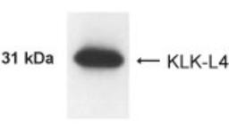 Western Blot: Kallikrein 13 Antibody [NB200-139] - Analysis of KLK-L4 in LNCaP cells using this antibody at 1:1000 dilution