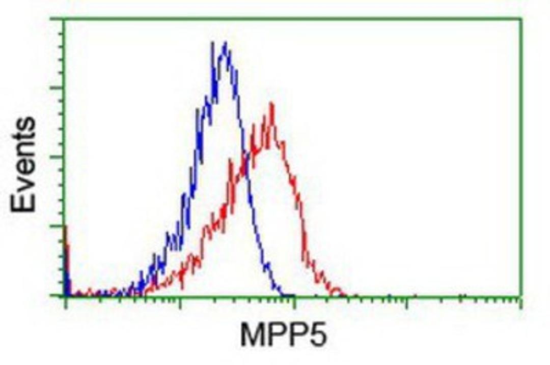 Flow Cytometry: MPP5 Antibody (2D3) [NBP2-01880] - Analysis of Hela cells, using anti-MPP5 antibody, (Red), compared to a nonspecific negative control antibody (Blue).