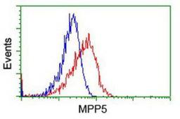 Flow Cytometry: MPP5 Antibody (2D3) [NBP2-01880] - Analysis of Hela cells, using anti-MPP5 antibody, (Red), compared to a nonspecific negative control antibody (Blue).