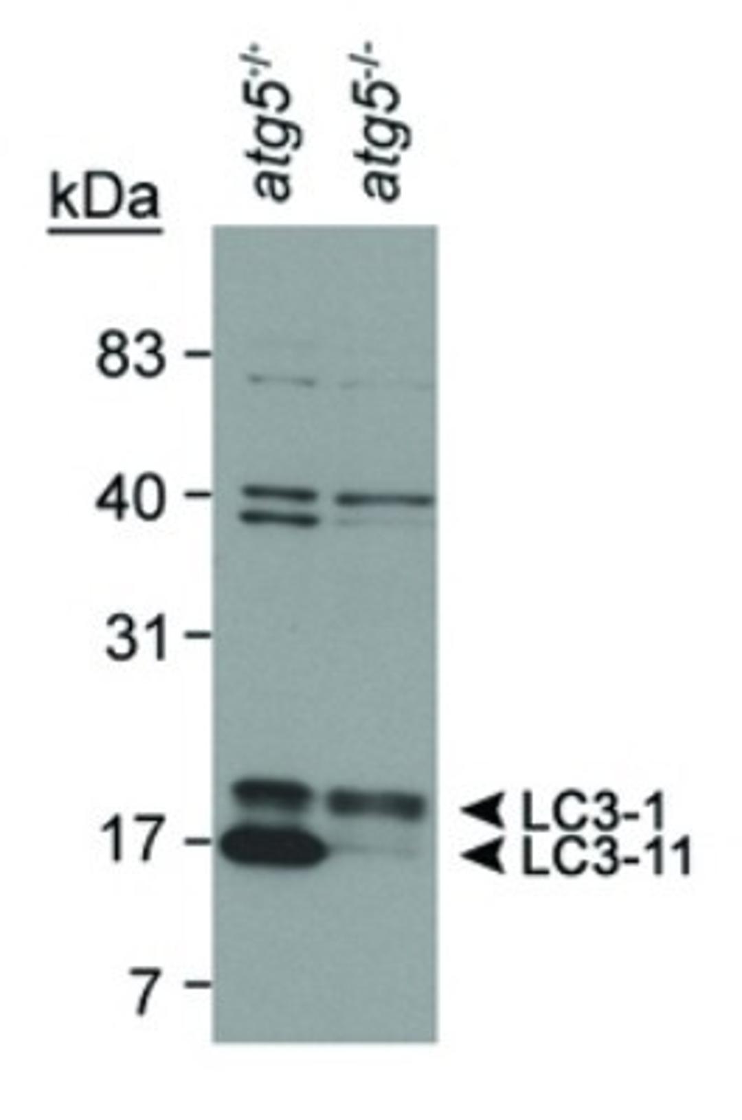 Western Blot: LC3B/MAP1LC3B Antibody [NB100-2220] - Analysis using the HRP conjugate of NB100-2220. Detection of LC3 in mouse ES cell lysates using NB 100-2220. Atg5-/- ES cells from Dr. Noboru Mizushima [Mizushima, N. et al. J. Cell Biol. 152 (2001)] Photo courtesy of Dr. Beth Levine, UT Southwestern Medi