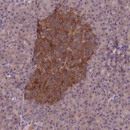 Immunohistochemistry-Paraffin: RAB10 Antibody [NBP1-92307] - Staining of human pancreas shows strong cytoplasmic positivity in islets of Langerhans.